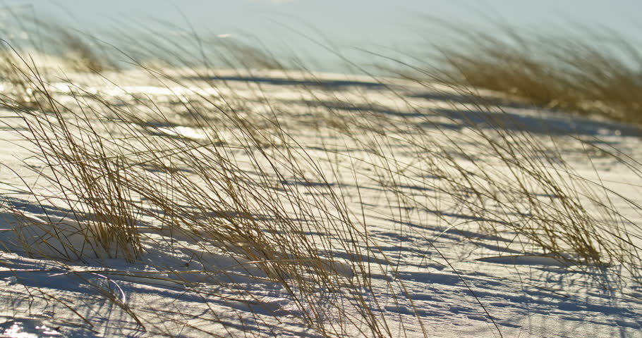 Leftward pan moves across clumps of dry beach grass and rippled snow along a bright winter shoreline near Lake Superior in Michigan.