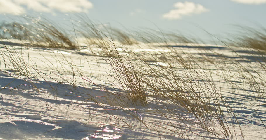 Static winter view shows dry beach grass blowing in the wind above sunlit snow along a Lake Superior shoreline in Michigan