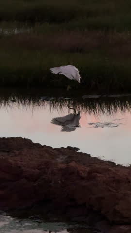 White Heron Standing in Water as Another Heron Flies Overhead at Sunset