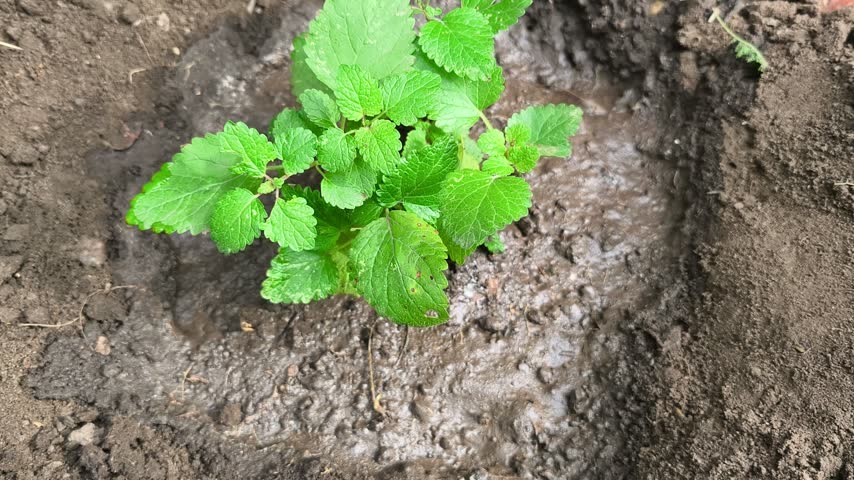 Close-up of a gloved hand planting a young strawberry plant in moist garden soil.