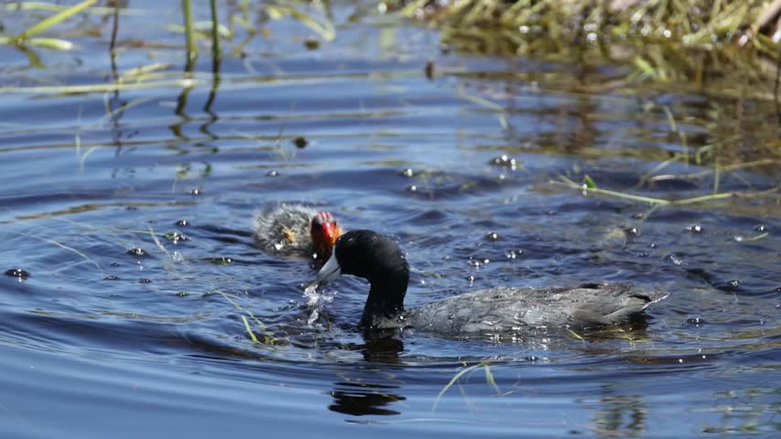 A female American Coot feeding grasses and insects to her newly hatched chick