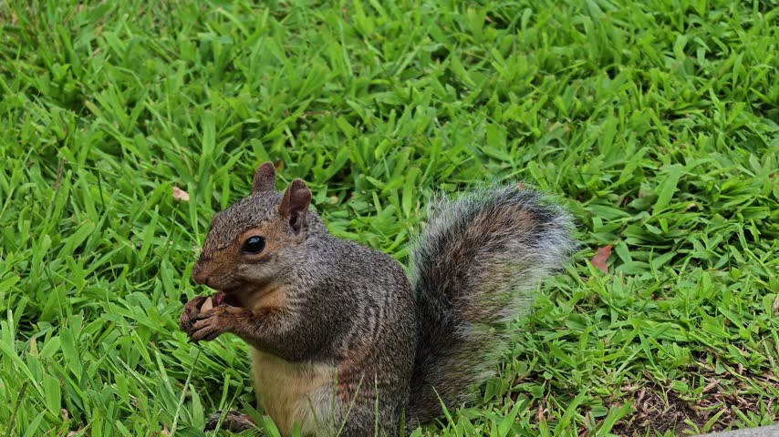 Eastern gray squirrel (Sciurus carolinensis) sitting on green grass and feeding on a nut.