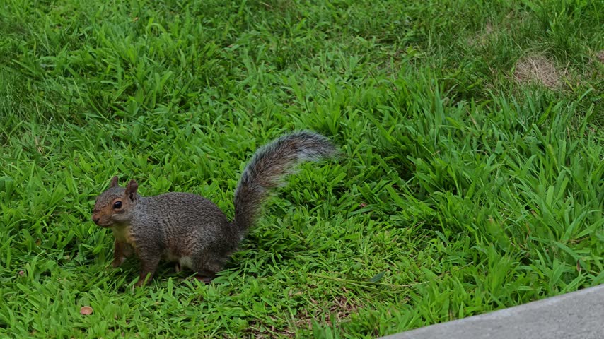 A gray squirrel (Sciurus carolinensis) sitting on bright green grass.