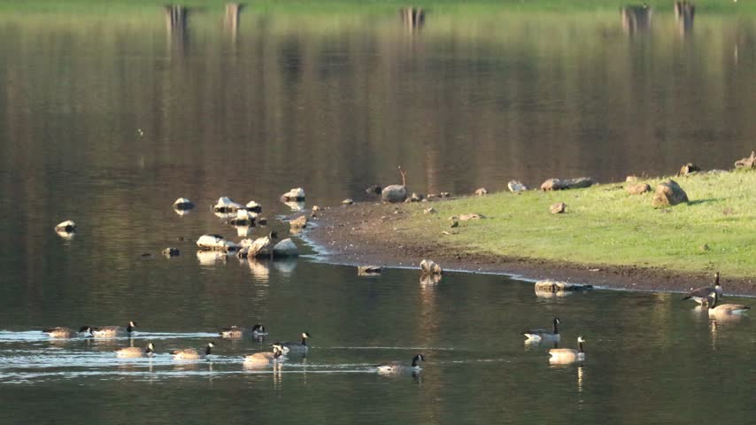 A group of geese gather on the grassy shore and in the calm waters of a lake, some resting while others swim. The scene is tranquil, with soft morning light reflecting on the water and green grass along the shoreline.