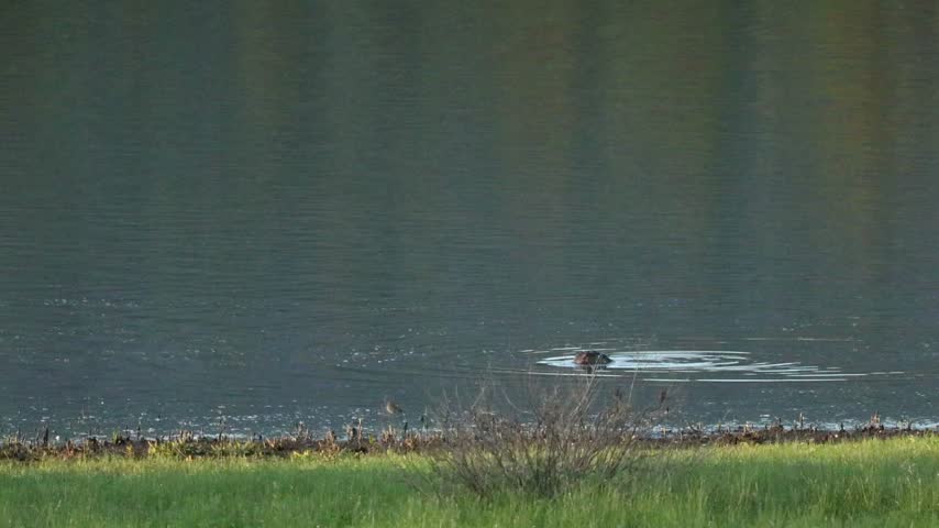 A beaver glides smoothly through a tranquil lake, creating ripples on the water