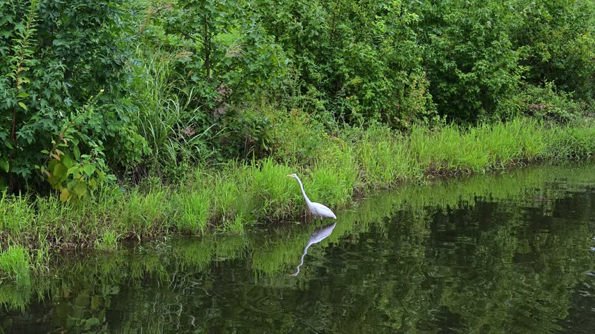 A Great Egret (Ardea alba) standing along the shore of a water body.