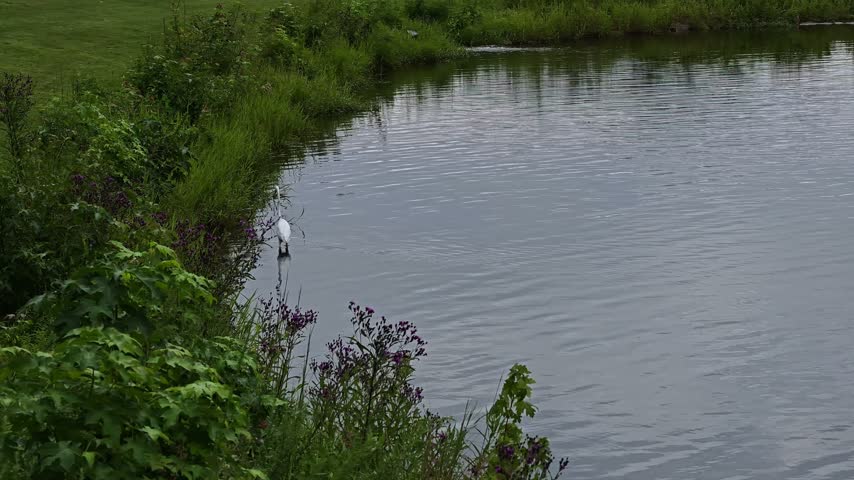 A Great Egret (Ardea alba) standing along the shore of a water body.