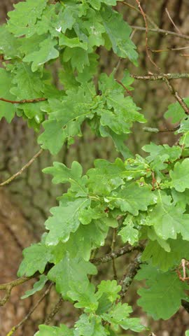 Close-up of fresh green oak foliage swaying gently against a textured tree trunk in woodland.