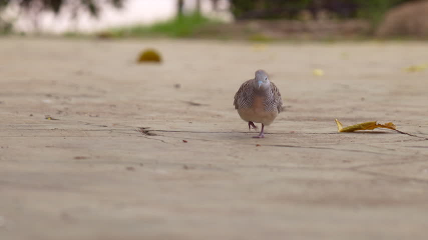 Zebra dove walking and foraging on the concrete ground in a public park.