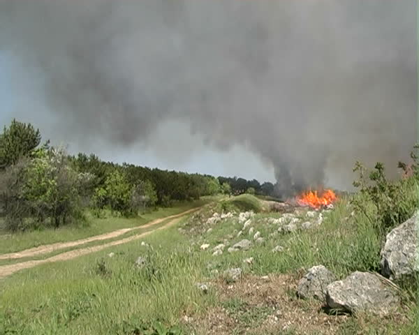 Forest Fire