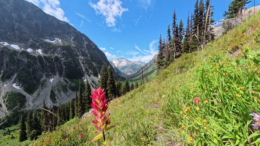Paintbrush in meadow with Cascades view near Easy Pass