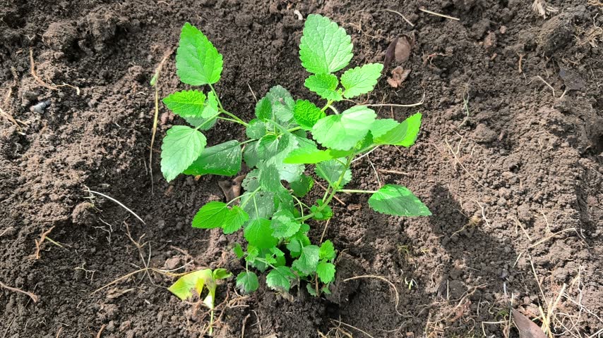 Close-up of a young strawberry seedling being watered after planting in dark garden soil.