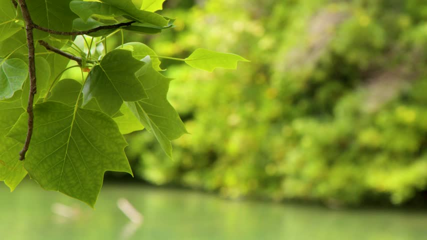 Lush green tree leaves hang gently over a blurred sunny pond in a tranquil park.