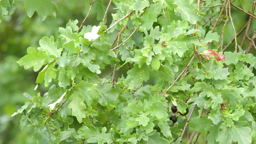Lush green oak foliage with oak apples rustles gently in soft natural daylight.