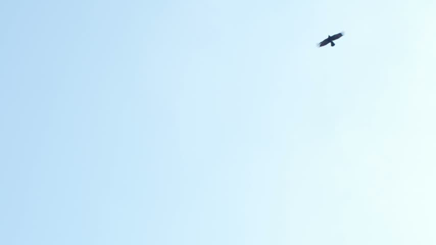 Black Bird Soaring and Gliding Across Clear Blue Sky, Camera Panning to Follow Flight Path