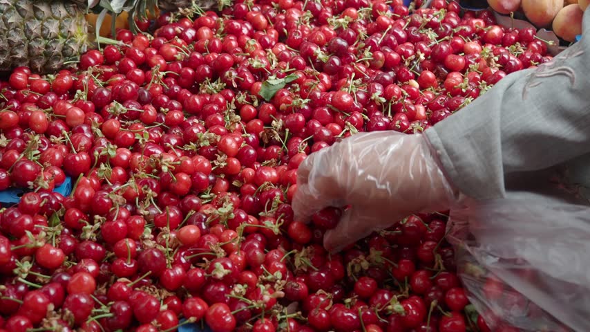 Close up shot shows hand wearing transparent glove picking ripe juicy cherries from bulk display bin at local outdoor marketplace, person putting fruit into plastic bag for sale.