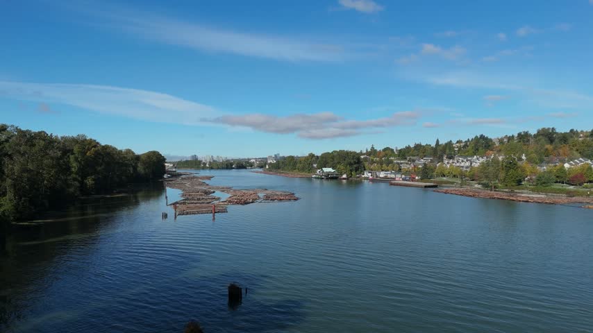 Aerial view of log booms floating on the Fraser River with surrounding forest and residential buildings in Richmond, British Columbia, Canada.