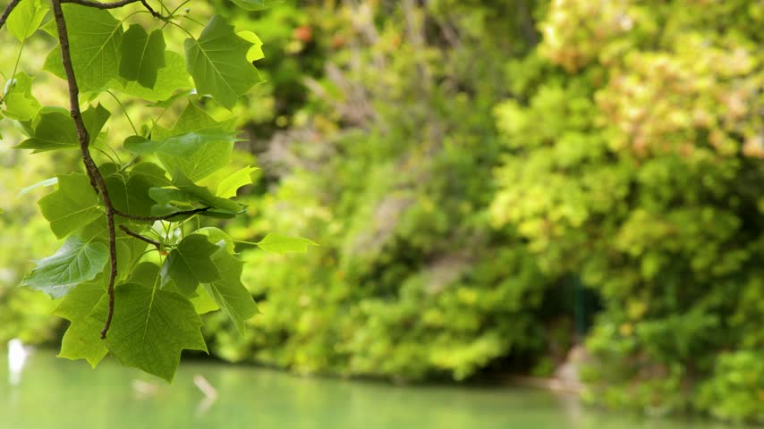 Green foliage hanging over a tranquil pond in bright daylight in Marseille, France.