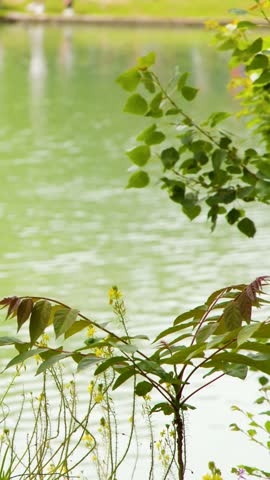 Green foliage and wildflowers gently sway in the breeze against shimmering pond water in Marseille.