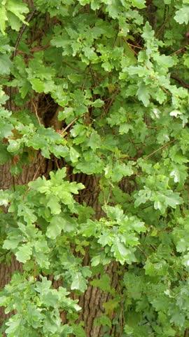 Lush green European oak foliage covers a textured tree trunk in natural daylight.