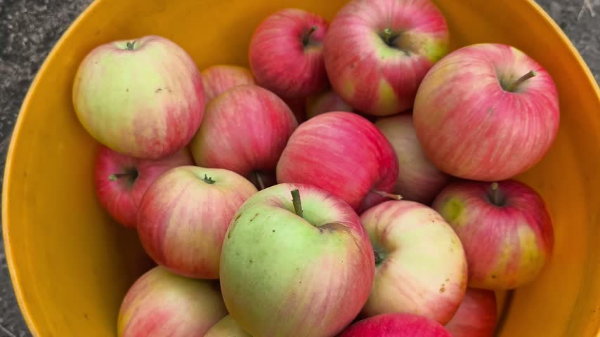 Close-up of an adult hand holding a freshly picked apple above a yellow bucket of harvested fruit.