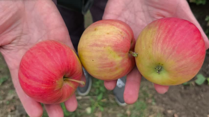 Close-up of an adult hand holding three ripe red and yellow apples after harvest.