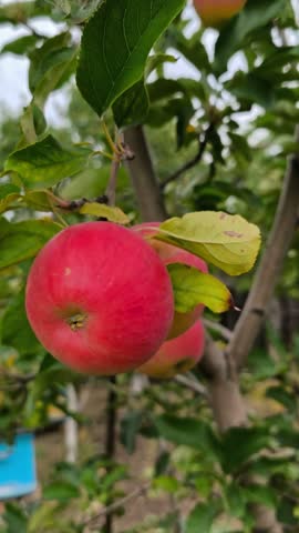 Vertical close-up of an adult hand holding a ripe red apple among other freshly harvested apples.