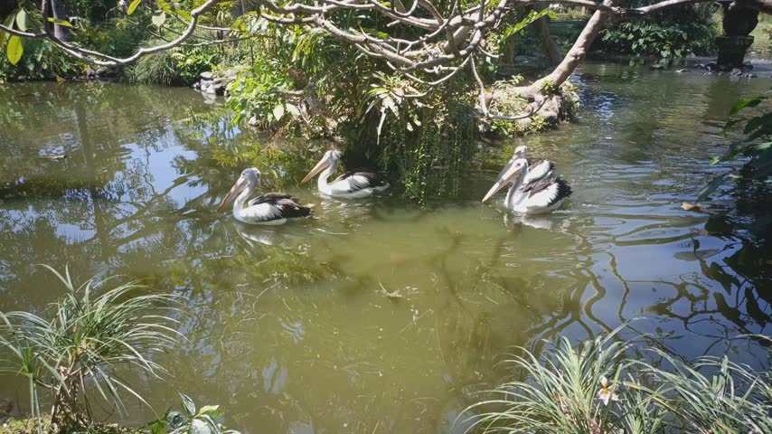 A group of Australian pelicans swimming together in a lush tropical pond surrounded by green foliage.