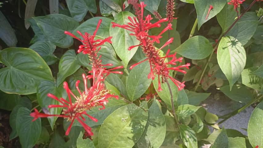 Vibrant red firespike flowers blooming among lush green foliage in a sunny outdoor garden.