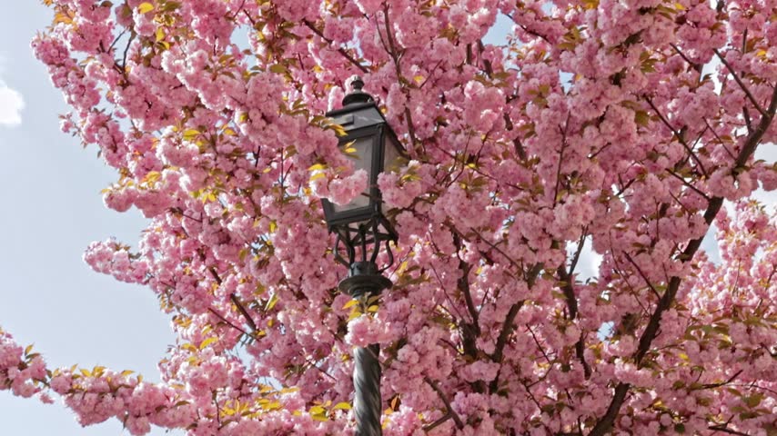 Hungary, Budapest 2022 04 18: Close-up shot of a classic black street lamp nestled among vibrant pink cherry blossom flowers under bright daylight, capturing horizontal spring scenery.