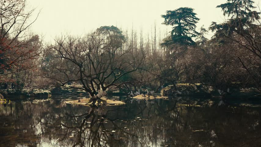 Serene pond scene with reflective water and diverse trees