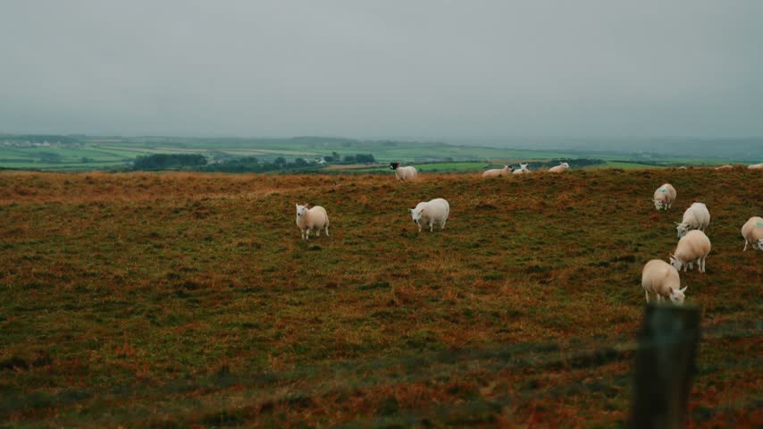 Sheep grazing on a misty hillside pasture during early morning