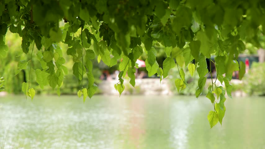 Green leaves and tree branches hang gently above a bright shimmering park lake in summer.