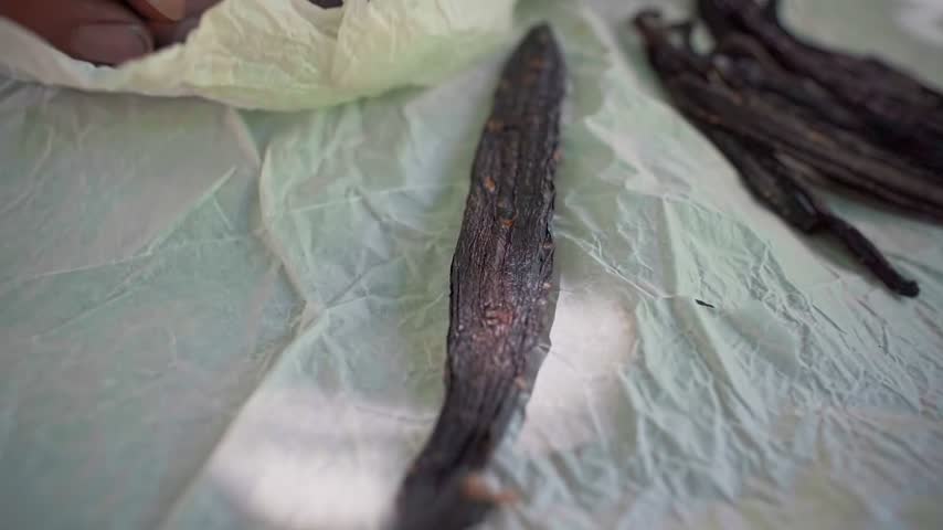 Two hands hold up a dried vanilla pod for inspection in Chapada dos Veadeiros, Brazil, static shot.