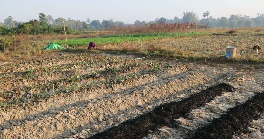 Agricultural plot with prepared soil, small vegetable crops, biochar or burnt rice husk fertilizer, and rural farmland landscape under daylight.