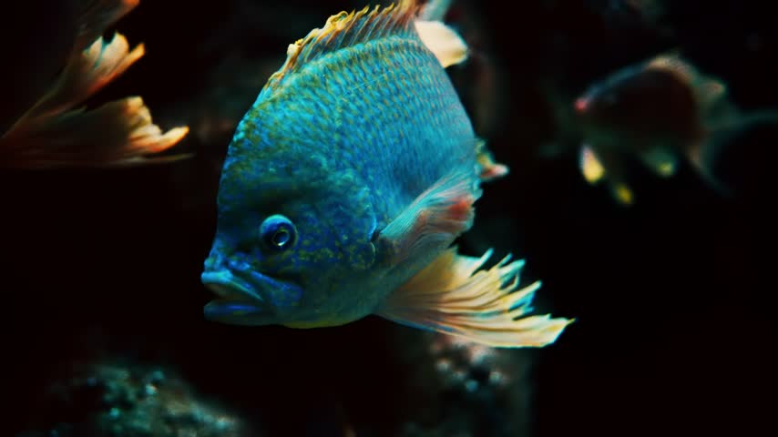 Bright blue tropical fish with flowing fins swimming in dark water. Cinematic underwater footage showing marine life motion.