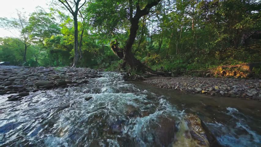 Water flows gently over rocks in forest creek with lush greenery and trees surrounding. Bright sunlight filters through leaves, creating a vibrant natural atmosphere.