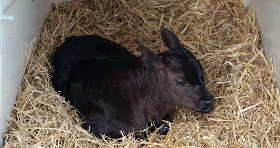 Small newborn black calf lying on dry straw bed inside farm pen house looking around curious in detail view. Cute young cattle resting on dry hay floor in barn enclosure.