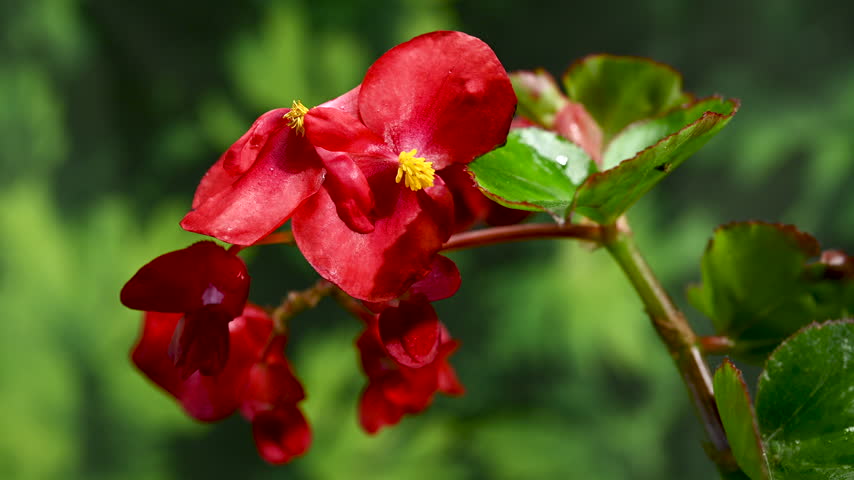 A detailed macro view of red begonia flowers with yellow centers and green leaves set against a smooth blurred green backdrop