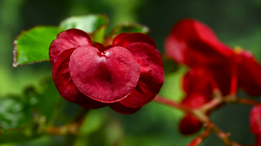 A detailed macro view of red begonia flowers with yellow centers and green leaves set against a smooth blurred green backdrop
