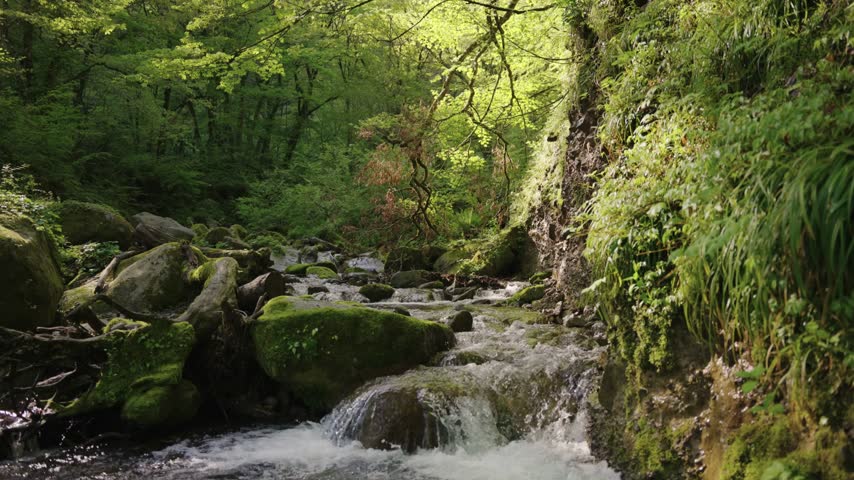 Crystal clear water flows through vibrant green mossy rocks in deep forest landscape surrounded by lush vegetation and towering trees under bright sunlight creating peaceful natural atmosphere