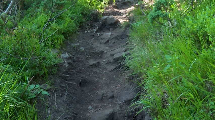 Rocky mountain trail leading uphill through pine bushes and green vegetation. 
Close-up shot of a narrow dirt and rocky hiking trail going up a mountain slope surrounded by
 evergreen bushes and green grass. Hiking path in the Carpathian mountains on a sunny day.
