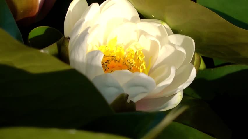 Water Lilly Opening - Timelapse