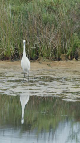 Beautiful little egret with white plumage hunting for fish in the shallow water of a marsh, reflecting its elegant image on the pond