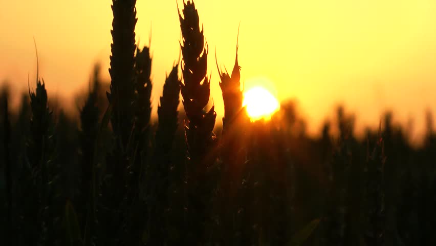 Agriculture - Grain Ripening in the Sun silhouetted 