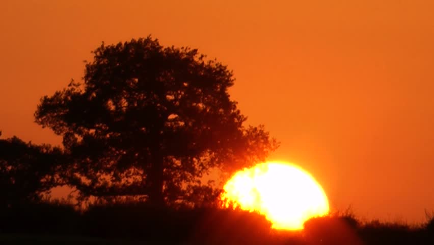 Sunset against silhouette of tree