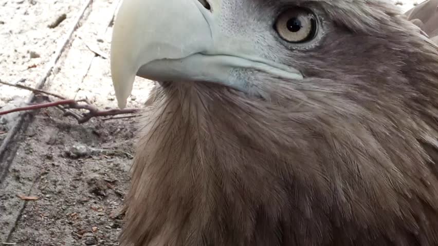 Eagle (golden eagle)