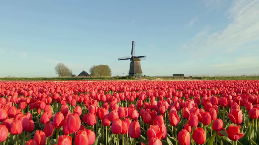 Vibrant red tulips bloom in Lisse, Netherlands, with a traditional windmill under a clear blue spring sky in the beautiful European countryside nature background