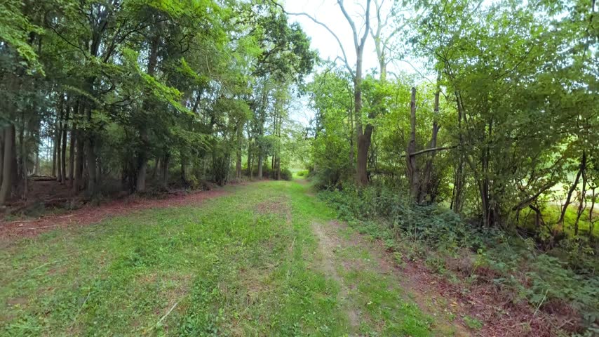 Forest path winds through tall green trees. Dappled sunlight filters through leafy canopies. Grassy trail meanders between dense undergrowth. Reddish soil borders grassy patches along path