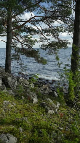 Two pine trees on a rocky lake shore with moss and waves behind